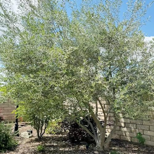 10 pcs olivenbaum samen winterhart obstbäume kaufen kräuter samen olivenbäume bio saatgut topfpflanzen draußen winterhart bonsai baum winterfeste pflanzen für garten