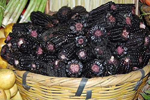 Portal Cool 20 Sementi di Granoturco-Nero Nero-Maiz Morado Peruano Azteca Ornamental Molto Rari