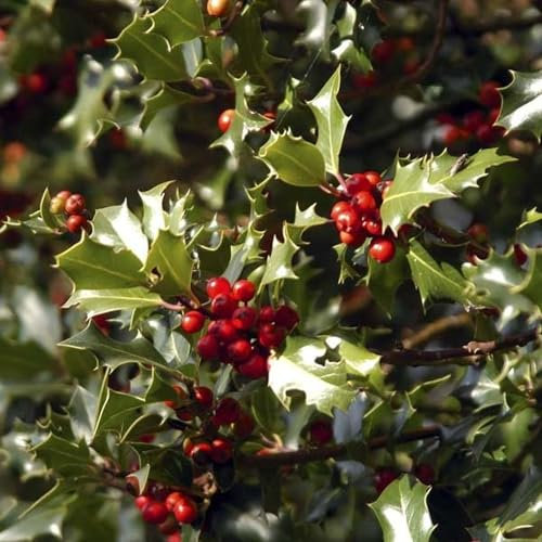 Pianta vera di Ilex aquifolium Alaska - Diametro Vaso Ø 24 cm