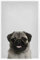 artboxONE Poster 30x20 cm Natur Little Pug hochwertiger Design Kunstdruck - Bild Tier mops Puppy