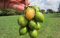 Aamish 5pcs graines de citron vert espagnol