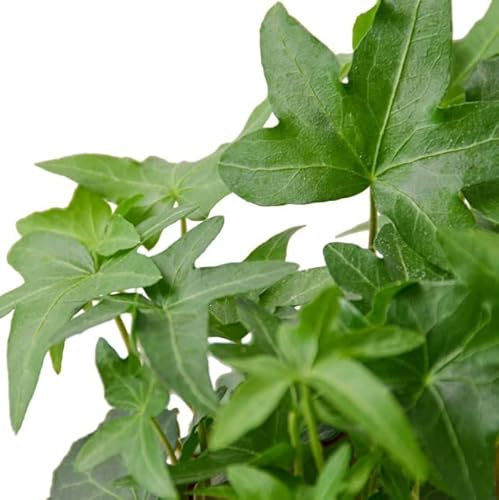 Hiedra de Interior | DECOALIVE | Planta de Interior Natural | Hedera Helix