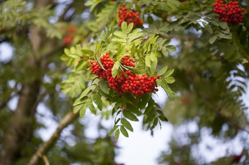 Sorbus aucuparia 'Edulis' 80–100 cm – Winterhart, Mehrjährig, Pflegeleicht – Eberesche – Zierbaum für Garten & Vorgarten