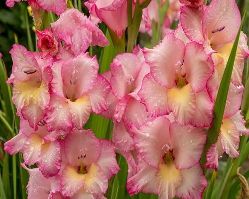 100 graines de fleurs de glaïeul