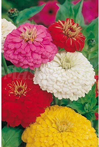 Semillas flores - Zinnia flor de dalia - Mascarell