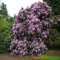 50 Semi - Halb Rhododendron Fortunei Busch (Rhododendron Fortunei)