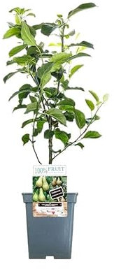 Peral Natural Árbol para tu Jardín: Plantación Fácil y Natural