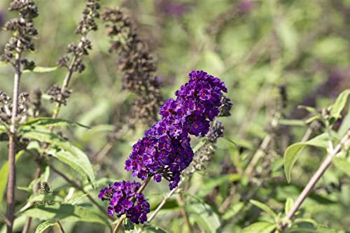 Schmetterlingsflieder Buddleja davidii Black Knight 150-175 cm winterhart
