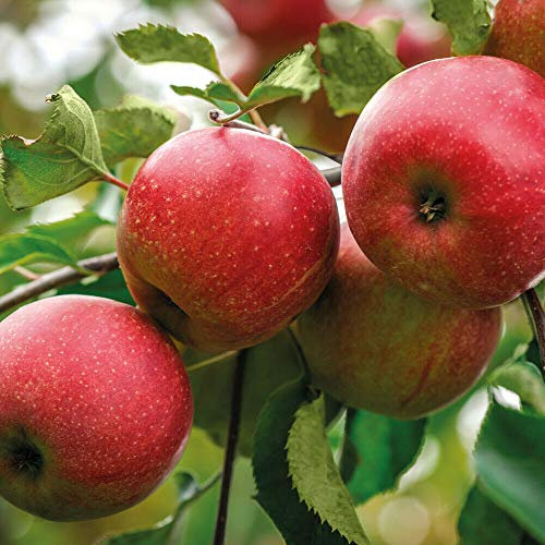 Apple Hardy Fruit Tree Garden Plant Malus Domestica 'Discovery' 12 Litre Pot