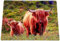 Glass Chopping Board 40x30cm Highland Cow & Calf Scottish Coo Animal Worktop Saver Gift