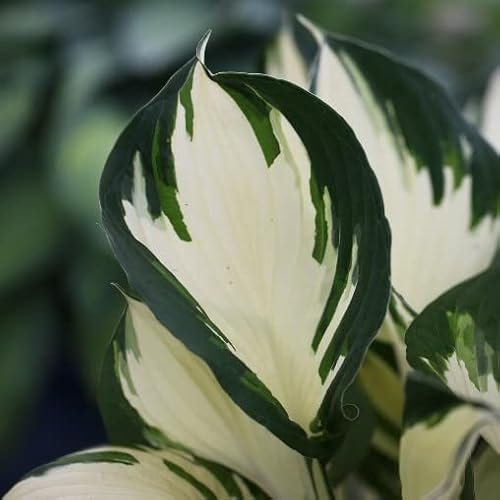 Pianta vera di Hosta Fire and Ice - Diametro Vaso Ø 14 cm