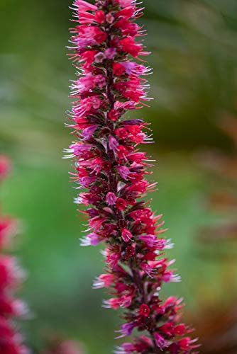 Roter Natternkopf Echium russicum Samen
