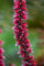 Roter Natternkopf Echium russicum Samen