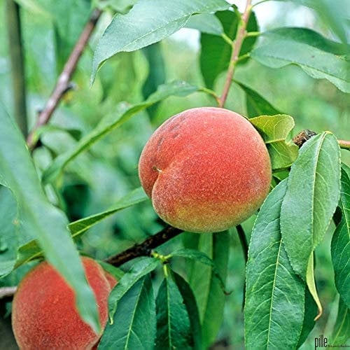 Selbstfruchtender Pfirsichbaum 'Kernechter vom Vorgebirge' | Winterharter Obstbaum 80-120 cm | Saftige, aromatische Früchte | Prunus persica