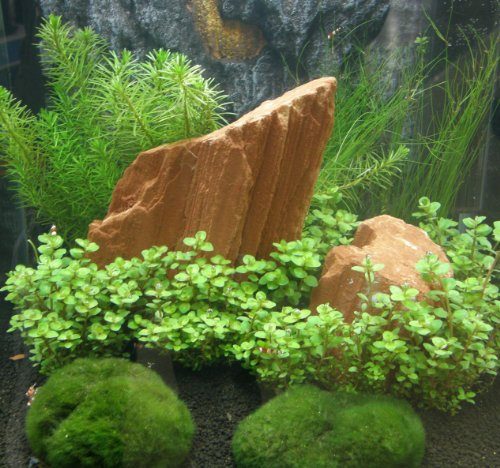 Mühlan Topartikel - Anti-Algen-Set, 5 schnellwachsende Pflegeleichte Aquariumpflanzen + 2 Mooskugeln