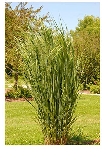 Stauden Gänge 5 x Panicum virgatum 'Northwind' im 1 Liter Topf (Ziergras/Gräser/Winterhart/Mehrjährig/Staude) Reisen Rutenhirse - TOP SORTE/EXTREM AUFRECHT - Perfekt für als Sichtschutz