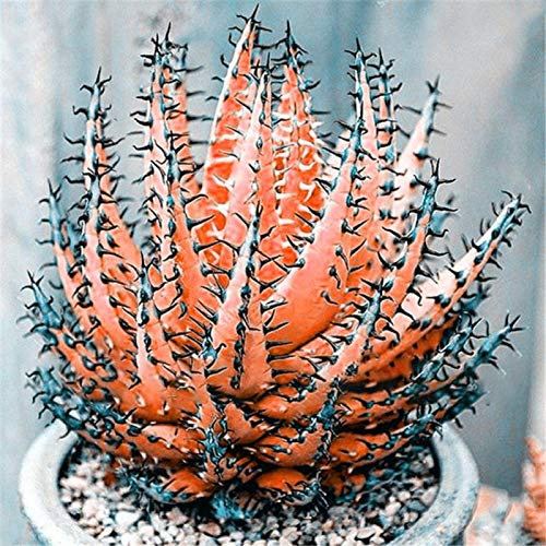 Seltene Aloe-Vera-Samen, Sukkulenten, Anti-Strahlung, für Zuhause, Garten, Bonsai, Pflanzen, Orange, Aloe Vera, Samen für Frauen, Männer, Kinder, Anfänger, Gärtner, Geschenk, 100 Stück