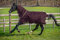 Horseware Amigo Hero Ripstop Plus 100g Weichen Teppich 115cm Fig/Navy & Tan