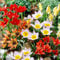 50 x Botanische Tulpen-Mischung | Exklusive Tulpenzwiebeln aus Holland | Mindestens 5 verschiedene Sorten und Farben | Winterharte und mehrjährig Zwiebel für Garten, Töpfe und Balkon.