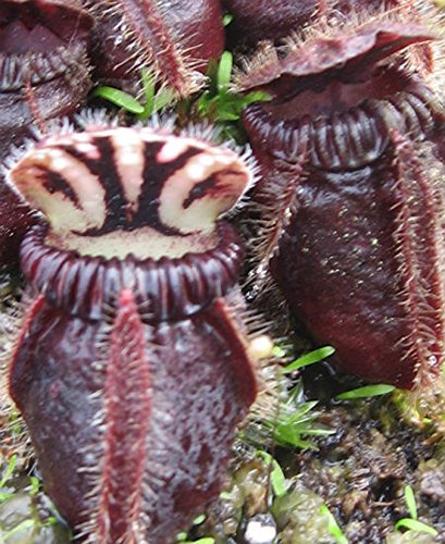 Seeds Cephalotus Follicularis Eden Black No Pitcher rare plant 2 seeds ~