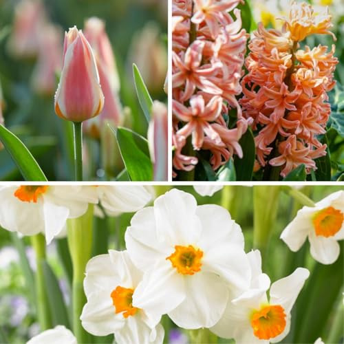 Plant in a Box - Blumenzwiebeln x25 - Narzisse, Tulpe, Hyazinthe - Weiß/Pfirsich - Colour your Garden 'Peach Blush' - Frühblüher - Herbstpflanzung