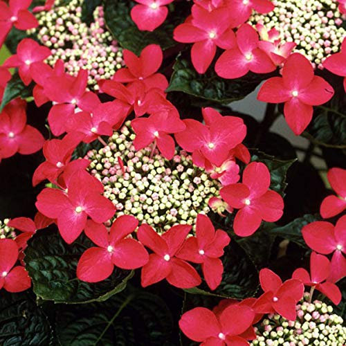 Tellerhortensie 'Teller Red' - Hydrangea 'Teller Red' - 25-30 cm Topf - Rote Blüten und beeindruckende Blütenköpfe