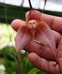 Neue frische 100 Stück Affen-Orchideen-Blumensamen