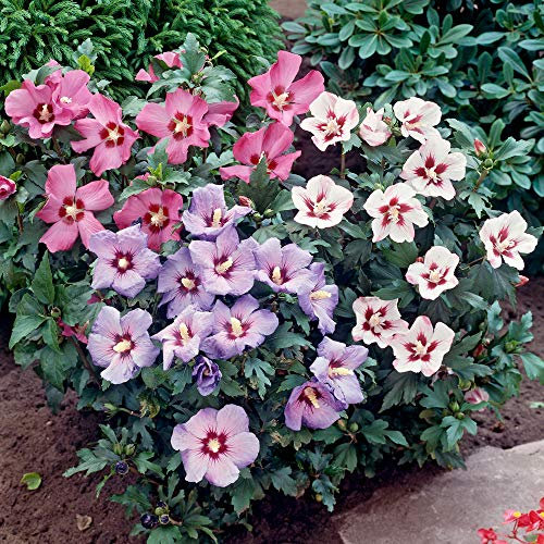 Hibiscus Tricolour 3L Bush 3 Colours in 1 Pot