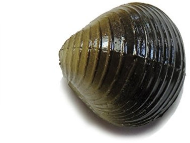 Behr Trendex Karpfenmuschel Schwarz Einheitsgröße