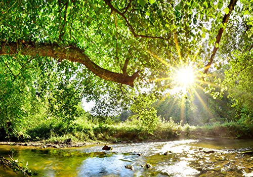 wandmotiv24 Fototapete Wald mit Fluss, XS 150 x 105cm - 3 Teile, Wanddeko, Wandbild, Wandtapete, Baum, Sonne, Blätter M5757