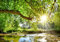 wandmotiv24 Fototapete Wald mit Fluss, XS 150 x 105cm - 3 Teile, Wanddeko, Wandbild, Wandtapete, Baum, Sonne, Blätter M5757