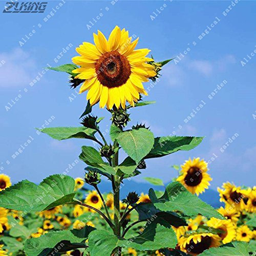 TOMHY 20Pcs Big Chinese Sunflower Florwers Bonsai Bio Elegante Blumenzwiebeln im Freien Pflanzen, die Schmetterlinge anlocken