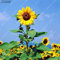 TOMHY 20Pcs Big Chinese Sunflower Florwers Bonsai Bio Elegante Blumenzwiebeln im Freien Pflanzen, die Schmetterlinge anlocken