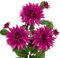 Grandi fiori artificiali di dalia con steli lunghi, 3 fiori finti viola fucsia e 3 boccioli finti decorativi, composizioni floreali per casa, soggiorno, cucina, matrimoni, decorazioni per feste
