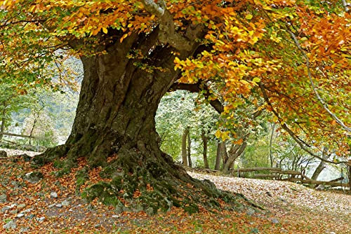 20 Graines de Hêtre Commun (Fagus Sylvatica)