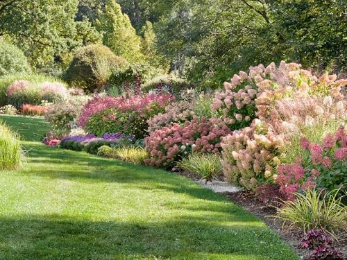 [x6] Mixed Established Shrub Plants | Year Round Colour & Hardy Outdoor Garden Plants | Stunning Varieties | Evergreen Shrubs for Low Maintenance Gardening | Potted Plants