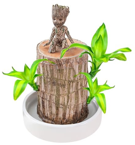 MEIYAXINWIN Juego de plantas de madera de la suerte brasileño, Ambú de la suerte Brasil con 1 maceta y adornos, Hidroponía de madera de la suerte en maceta tocón ornamento de escritorio pequeña planta