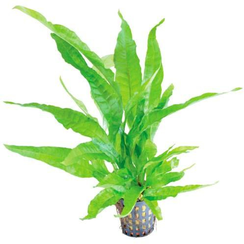 Aquarium Fan Javafarn Greens/Microsorum pteropus Greens