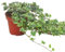 Hedera helix 'White Wonder'- Efeu - echte Pflanze im 13 cm Topf als Hängepflanze, Bodendecker oder Zimmerpflanze