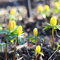 15 Haare Ranunkeln Zwiebeln Winterhart Blumenzwiebel Winterlinge Zwiebeln FrüHlingsblumen Blumenzwiebeln Pflanzkorb Mehrjährig Winterhart Frühblüher Zwiebeln Zierlauch Blumensamen Gastgeschenk