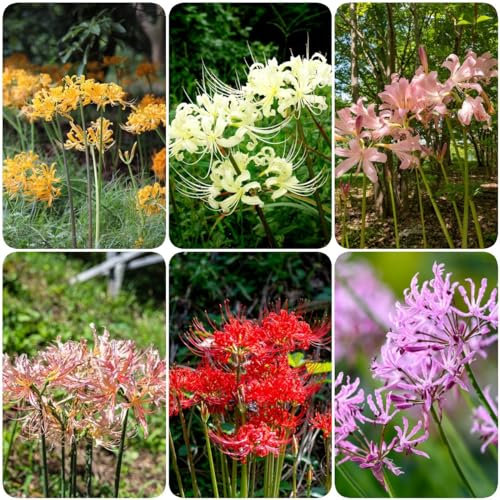 10 pcs spinnenlilie zwiebeln, blumenzwiebeln mehrjährig winterhart Lycoris Radiata - blutblume zwiebel kräutergarten balkonpflanzen winterhart deko pflanzen topfpflanzen draußen winterhart