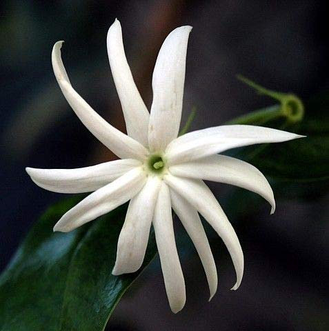 SEMI DI GERMINAZIONE: Angelwing Star Jasmine – Jasminum Nitidum – drinnen/draußen – 4-Zoll-Topf