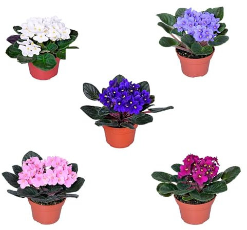 Pack de 8 plantas Saint Paulia natural en macetas. Violeta Africana. Altura 20-25 cm. Variadas. Aporta color, elegancia y frescura; son compactas y fáciles de cuidar en interiores.