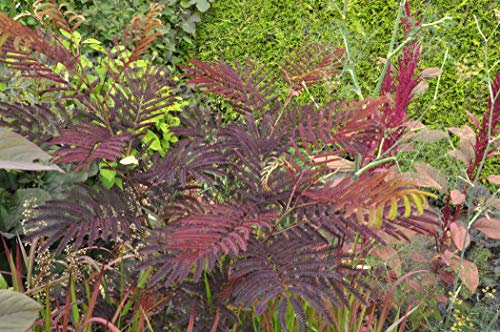 Seidenbaum Albizia julibr.'Summer Chocolate' -S- ca. 60-80cm im Topf gewachsen