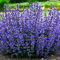 Nepeta Cats Pajamas Catmint Outdoor Blue Flowering Perennial Garden Plants in Plant Pot (9cm Pot, 15-30cm)