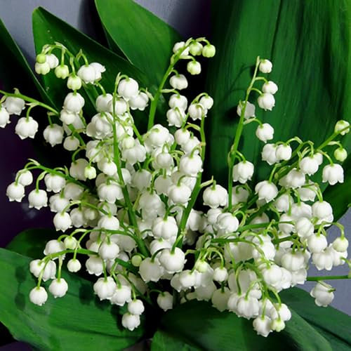 YouGarden Lily of The Valley, Convallaria majalis Perennial Plant in 9cm Pot, Fragrant Spring Flowers for Gardens