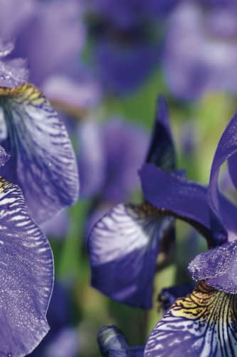 Iris Flower Notebook: Journal