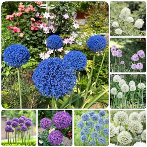 9 pcs allium giganteum zwiebeln, blumenzwiebeln frühblüher zierlauch - riesenlauch - Hydrokultur Seltene Pflanzenserie - nachhaltigkeit geschenke luftreinigende zimmerpflanzen frühblüher