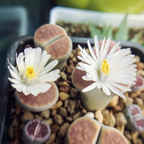 20 pcs lithops lebende steine samen, succulent plants, küche deko winterharte kübelpflanzen, blumen garten sukkulenten echte pflanzen, zimmerpflanzen hochbeete für garten, samen zimmerpflanzen