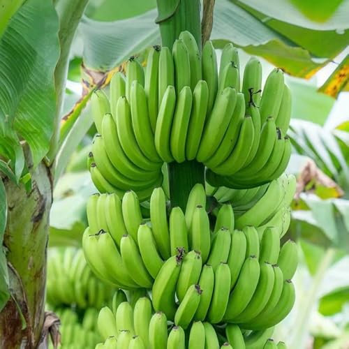 10 pcs bananenpflanze samen - bananenpflanzen dachbegrünung samen, pflanzensamen zimmerpflanzen, exotische pflanzen bananensamen säulenobst garten geschenke für männer bananen samen,